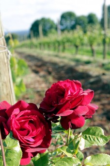 Roses at the end of a row of chardonnay at Clos Electrique (by Matt Giraud)