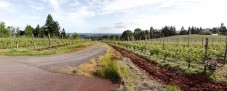 Clos Electrique at Cameron Winery, looking down the drive