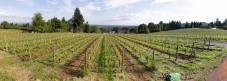 Clos Electrique Vineyard, looking east (Matt Giraud)