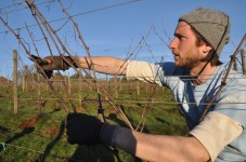 Dan pruning Clos Electrique vines