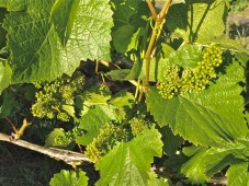 Clos Electrique Pinot noir flowers