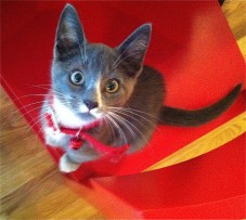 Vinny, the newest addition to the Cameron menagerie