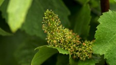 Pinot noir flower in Cameron Winery's Clos Electrique Vineyard
