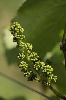 flower buds in the Clos Electrique Chardonnay